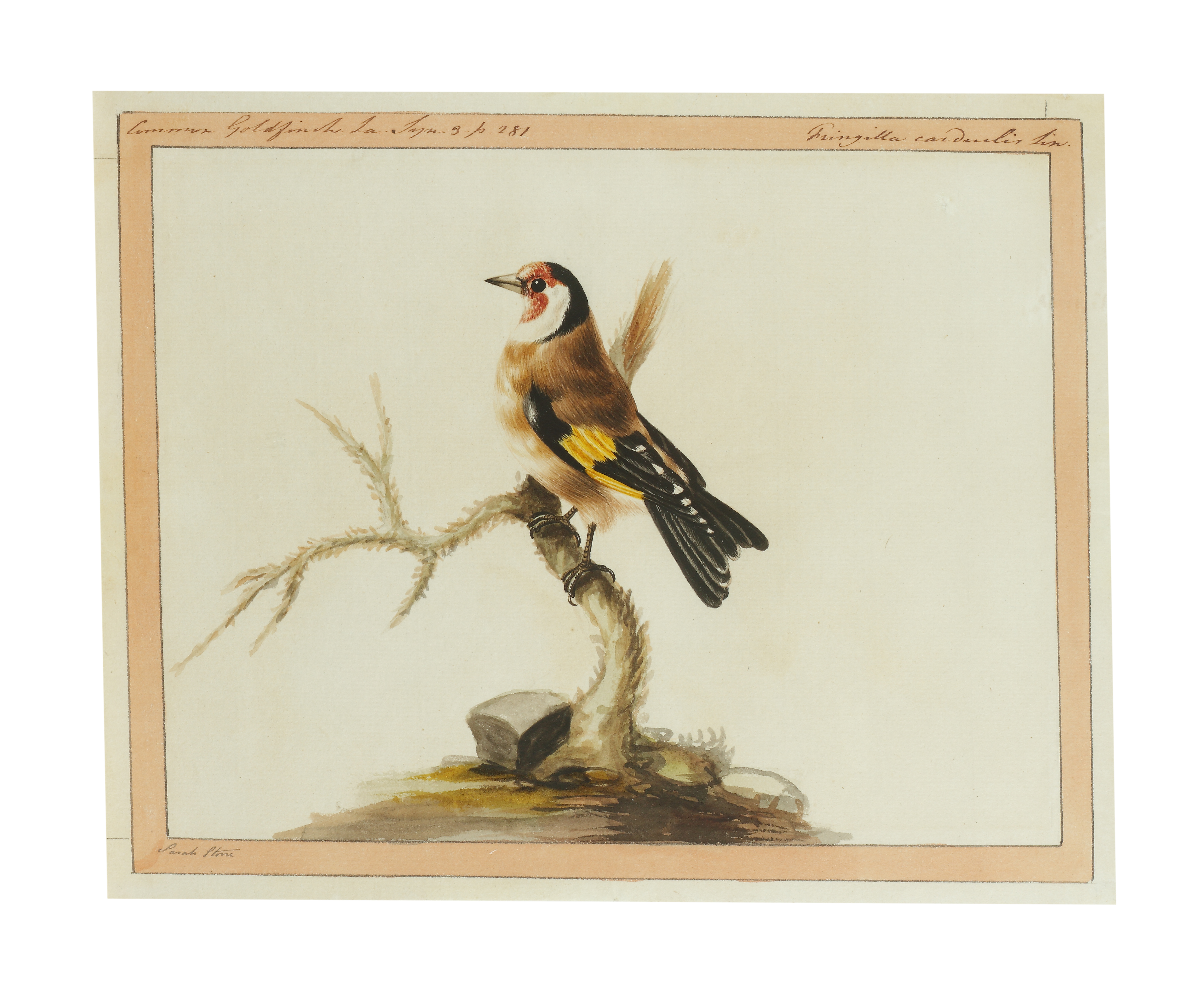 Sarah Stone (1760 - 1844)